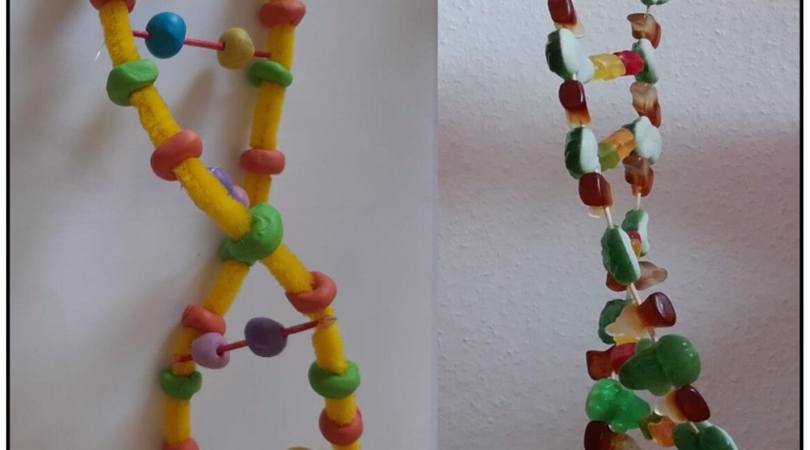 DNA Modelle Gross Mathias