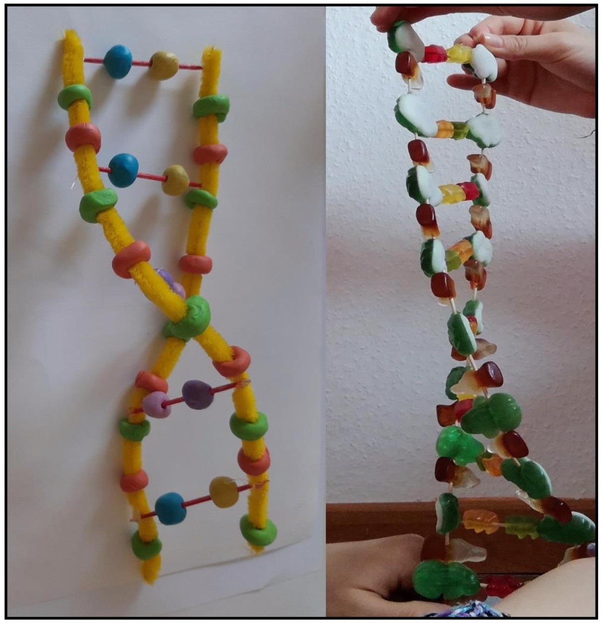 DNA Modelle Gross Mathias